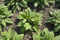 Bed of Comfrey plants