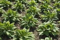 Bed of Comfrey plants