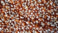 a bed of corn seeds ready for planting. corn kernels (corn) background texture Royalty Free Stock Photo