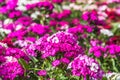 Bed of Dianthus Barbatus, called sweet William, flowers in pink, purple and white colors Royalty Free Stock Photo