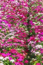 Bed of Dianthus Barbatus, called sweet William, flowers in pink, purple and white colors Royalty Free Stock Photo