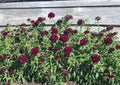 Bed of Dianthus Sweet Black Cherry Royalty Free Stock Photo