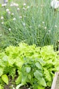 A bed with edible herbs, a vegetable garden with lettuce and chives Royalty Free Stock Photo