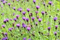 Bed of Flowering Plant Rich in Nectar for Pollinators Royalty Free Stock Photo