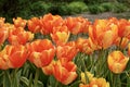 A bed of flowering red and yellow tulips of the Mystic Garant variety. Beautifully blooming flowers, spring concept Royalty Free Stock Photo