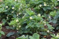 Bed of flowering strawberries in the garden