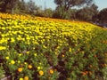 Bed of flowers