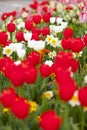 Beautiful Flower Bed In Spring