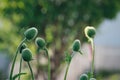 The bone garden poppy blur