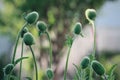 The bone garden poppy blur