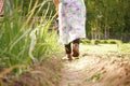 A bed with green onion feathers, a farmer watering vegetables. Agriculture. Selective selective focus. Garden and vegetable garden Royalty Free Stock Photo