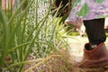 A bed with green onion feathers, a farmer watering vegetables. Agriculture. Selective selective focus. Garden and vegetable garden Royalty Free Stock Photo