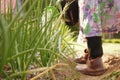 A bed with green onion feathers, a farmer watering vegetables. Agriculture. Selective selective focus. Garden and vegetable garden Royalty Free Stock Photo