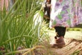 A bed with green onion feathers, a farmer watering vegetables. Agriculture. Selective selective focus. Garden and vegetable garden Royalty Free Stock Photo