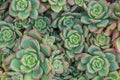 Bed of green succulents