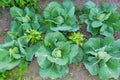 A bed of growing young white cabbage variety, between which calendula plants are planted, which repels many cabbage Royalty Free Stock Photo