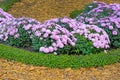 A bed of lilac chrysanthemums in the garden close-up. Autumn chrysanthemum flowers in a city park. Royalty Free Stock Photo