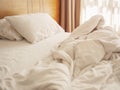 Bed Mattress and Pillows Mess up Bedroom in the morning Royalty Free Stock Photo