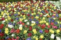 Bed of Multi Coloured Primula Flowers in Dublin, Ireland. Royalty Free Stock Photo