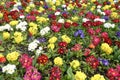 Bed of Multi Coloured Primula Flowers in Dublin, Ireland. Royalty Free Stock Photo