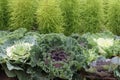 Bed of ornamental cabbage