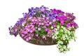 Bed with petunia Royalty Free Stock Photo