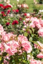 Bed of pink and red roses in bloom with burred background Royalty Free Stock Photo