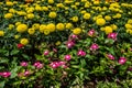 Bed of pink and yellow flowers