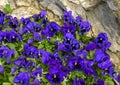 Bed of purple pansies in front of stone hillside in Camogli, Italy