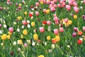 A bed of rich colored spring flowers on flowery meadow