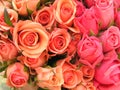 Bed of roses Royalty Free Stock Photo