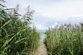 Bed of rushes Royalty Free Stock Photo