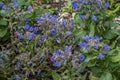 Bed of self-sown borage plants Royalty Free Stock Photo