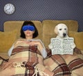 Dog labrador reads paper in bed of owner Royalty Free Stock Photo