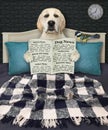 Dog labrador in bed reads newspaper Royalty Free Stock Photo