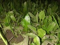 Bed of spinach plants