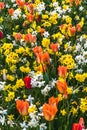 Bed of spring flowers in orange, yellow and white colors Royalty Free Stock Photo