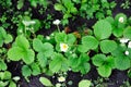 A bed of strawberry sprouts. Flowering strawberry bushes in the garden. The beginning of the strawberry season Royalty Free Stock Photo