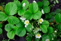 A bed of strawberry sprouts. Flowering strawberry bushes in the garden. The beginning of the strawberry season Royalty Free Stock Photo