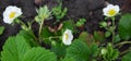 A bed of strawberry sprouts. Flowering strawberry bushes in the garden. The beginning of the strawberry season Royalty Free Stock Photo