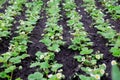 A bed of strawberry sprouts. Flowering strawberry bushes in the garden. The beginning of the strawberry season Royalty Free Stock Photo