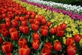 Bed of Tulips