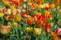 Bed of tulips in red and yellow Royalty Free Stock Photo