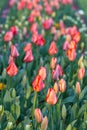 Tulips in Spring Royalty Free Stock Photo