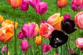 Bed of tulips, various colors. Green grass in background. Royalty Free Stock Photo