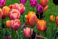 Bed of tulips, various colors. Green grass in background. Royalty Free Stock Photo