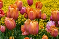 Bed of tulips, various colors. Yellow flowers in background. Royalty Free Stock Photo