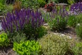 Bed with variety of herbs like chive, rosemary, sage in the summer sun