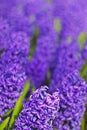 A bed of Violet, Purple & Blue Hyacinth flower taken in a Park with saturated effect Royalty Free Stock Photo
