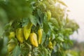 A bed of yellow bell peppers grow on a green bush in a vegetable garden on a sunny summer day. Place for text Royalty Free Stock Photo